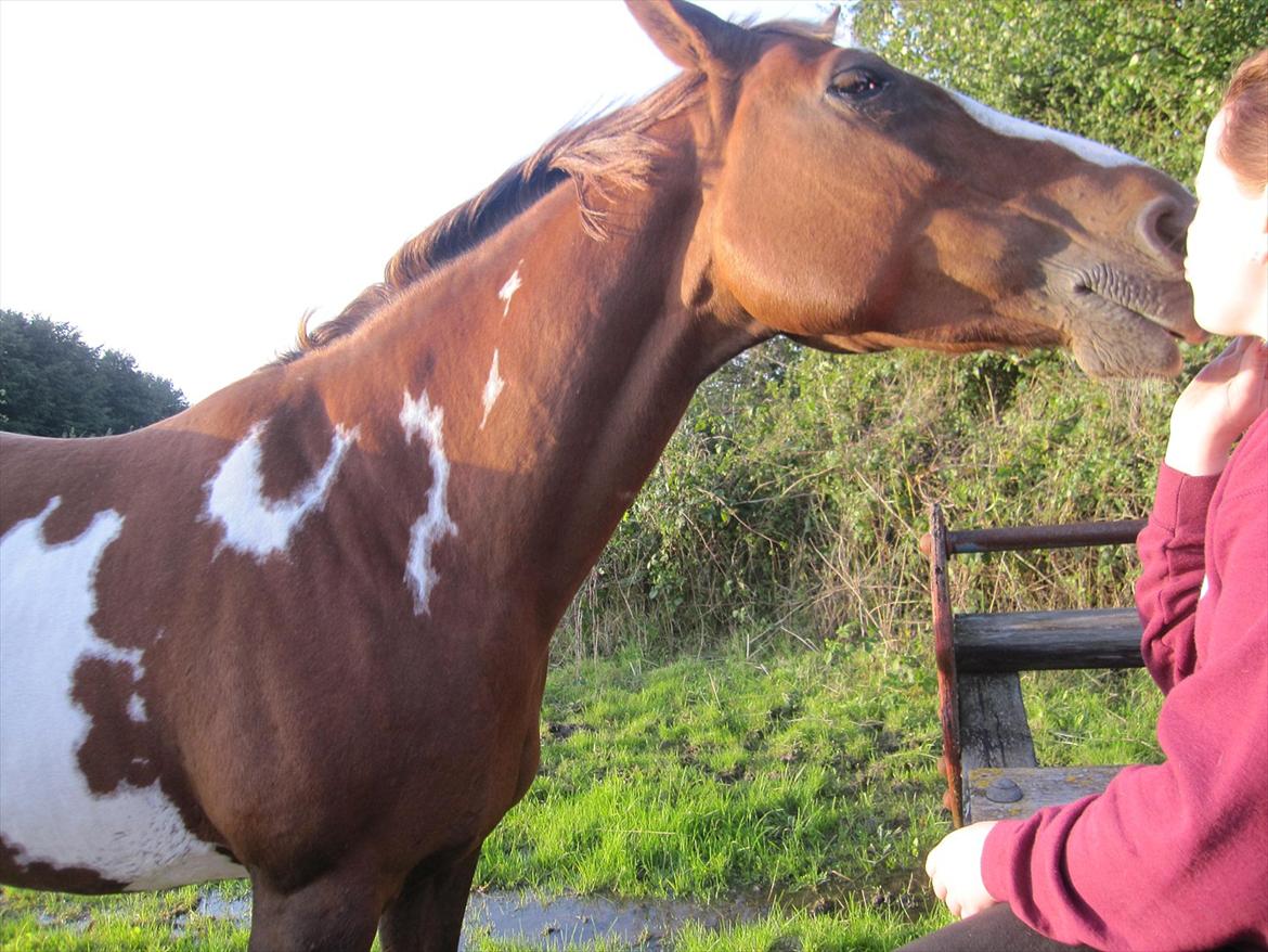 Pinto Sasha billede 9