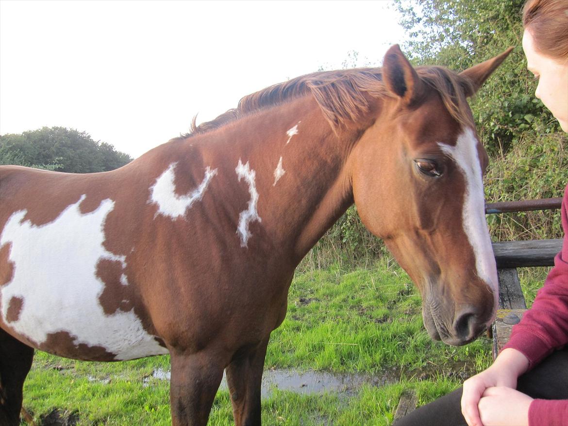 Pinto Sasha billede 13