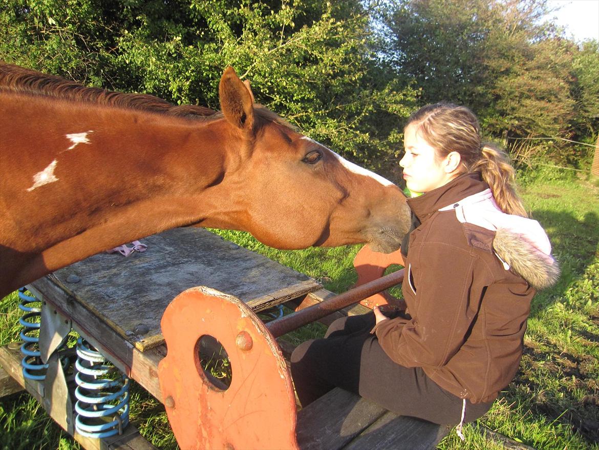 Pinto Sasha billede 14