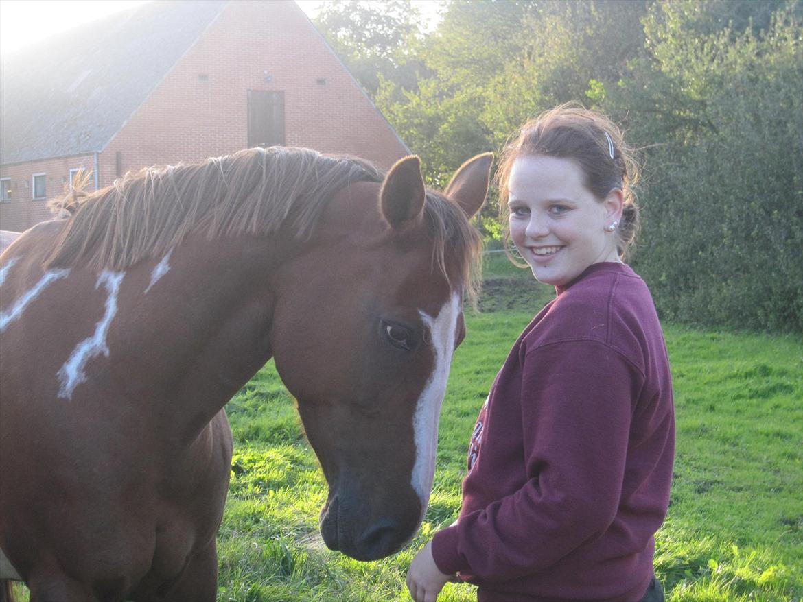 Pinto Sasha billede 15