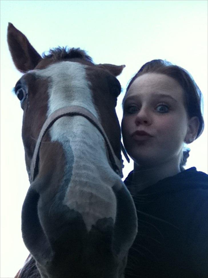 Pinto Sasha billede 16