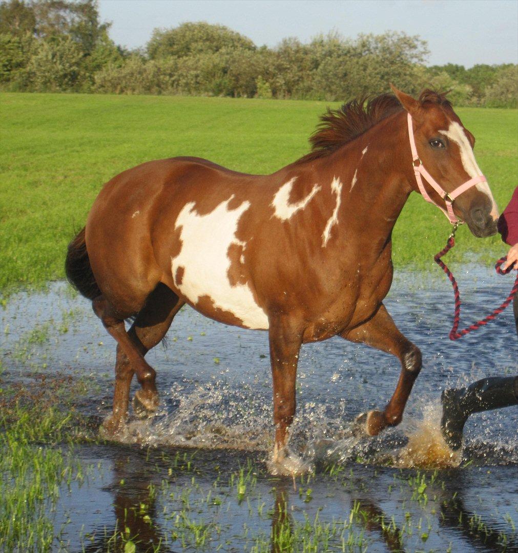 Pinto Sasha billede 17