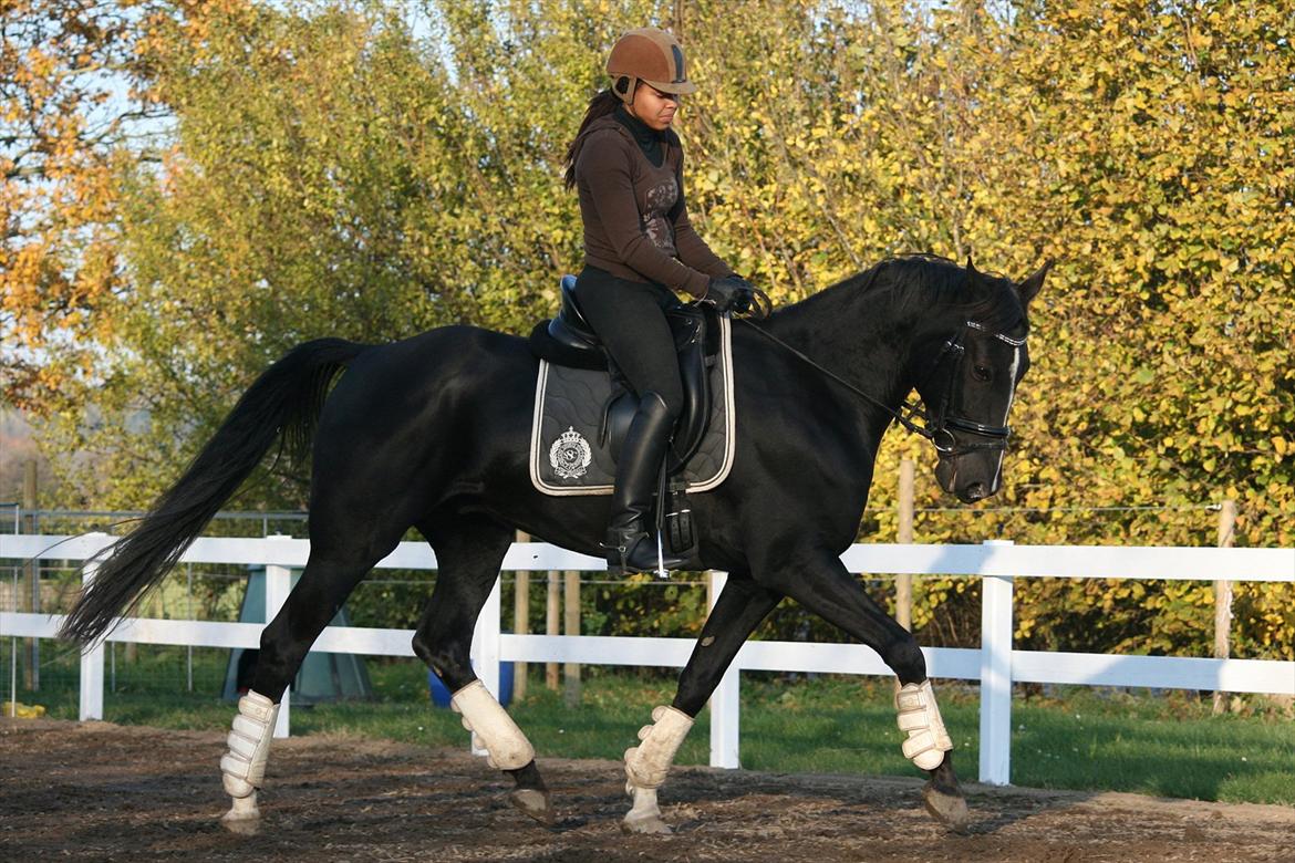 Anden særlig race Noir Rêver *himmelhest* - 22.10.2011 billede 1