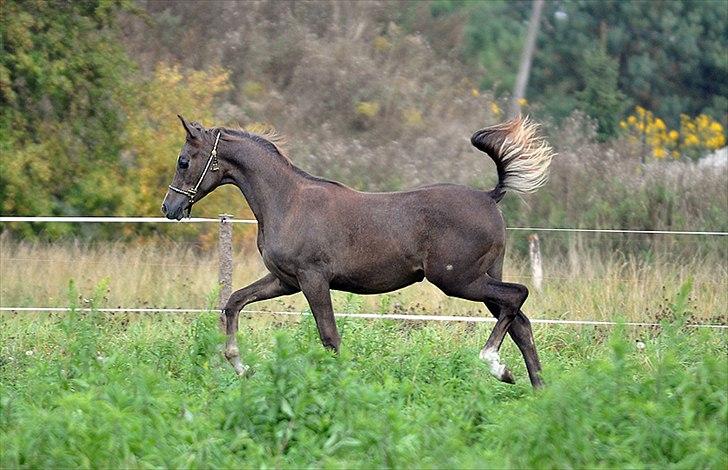 Arabisk fuldblod (OX) Elandro billede 14