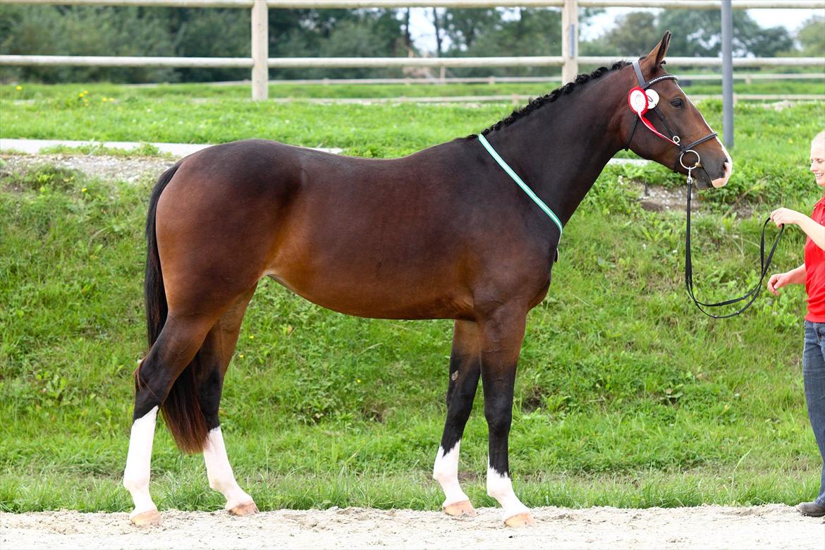 Oldenborg Lilly af Støvlebæk (solgt)  - Fotograf: GFoto
Lilly ved Eliteskue 2011, med sin flotte bronzemedalje billede 10