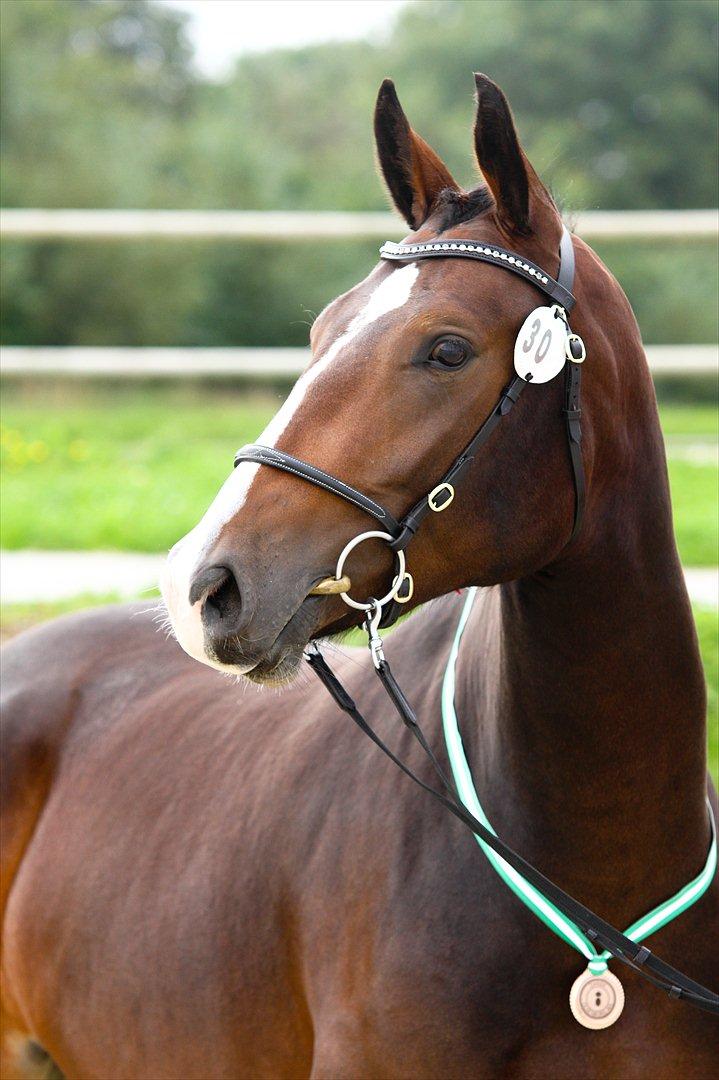 Oldenborg Lilly af Støvlebæk (solgt)  - 
Lilly til Eliteskue 2011 billede 3