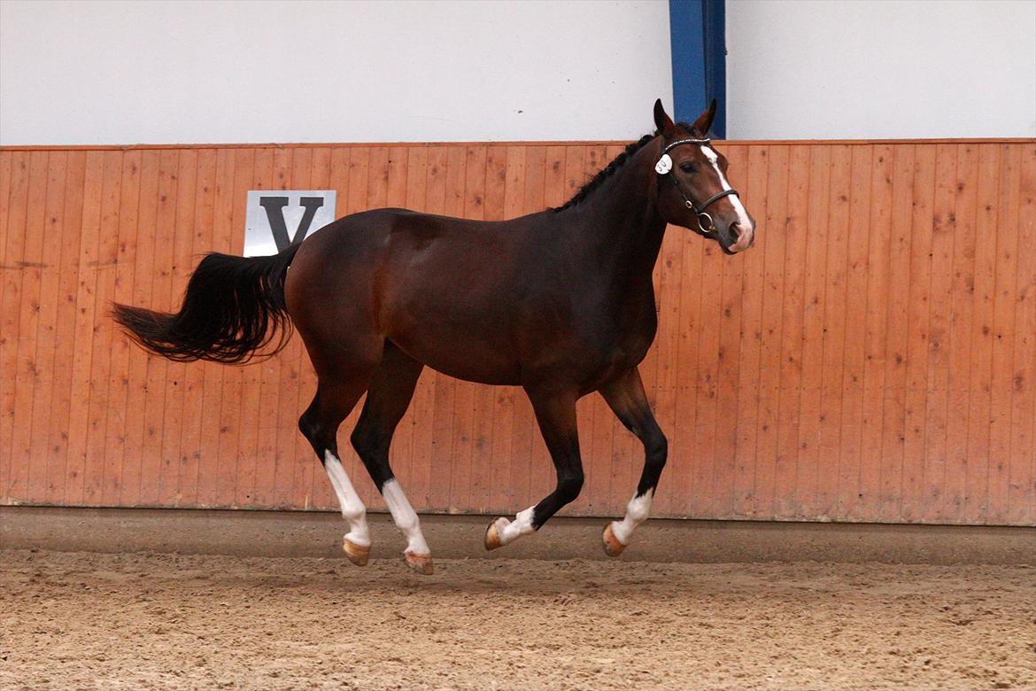 Oldenborg Lilly af Støvlebæk (solgt)  - Fotograf: GFoto
Lilly Eliteskue 2011 billede 11