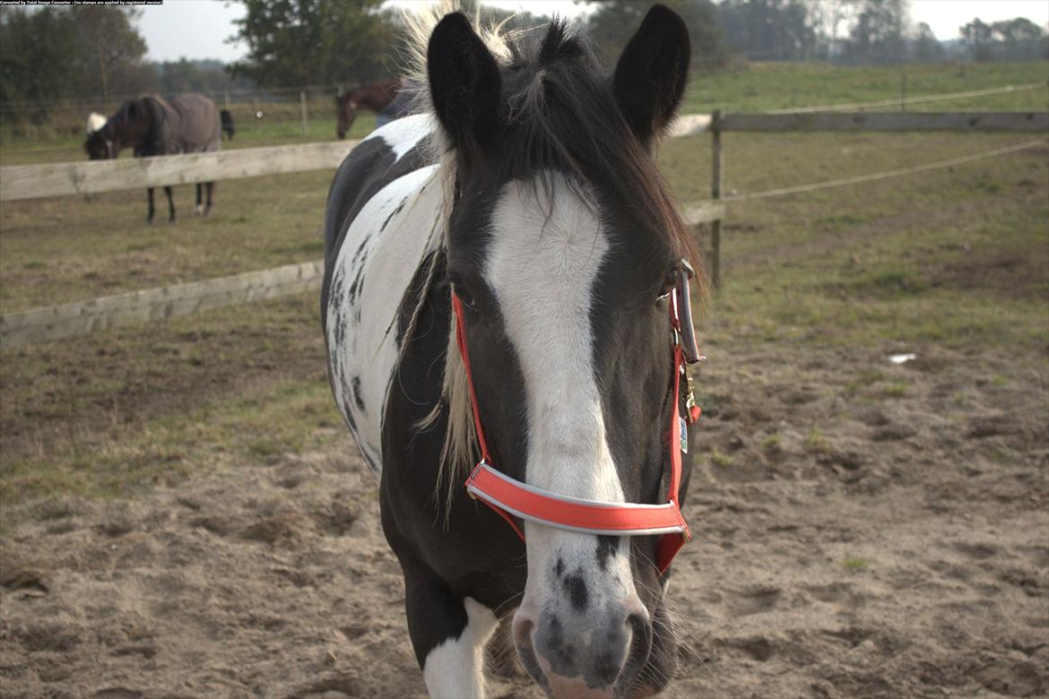 Irish Cob Romoses Miss Zoya billede 4