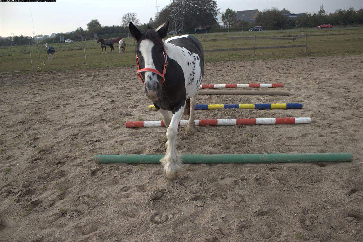 Irish Cob Romoses Miss Zoya - Jeg kan os gå over bomme af mig selv viser Zoya. :) Dygtig pige billede 5