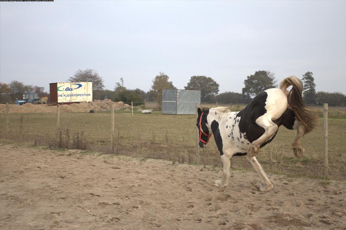 Irish Cob Romoses Miss Zoya - Tossede hest !! <3 billede 6