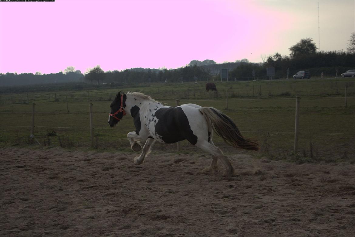 Irish Cob Romoses Miss Zoya - Fuld fart fremad ! ;D  billede 7