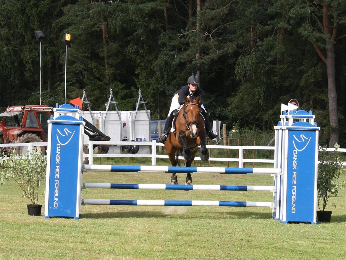 Dansk Varmblod Cias Moonlight - Jysk Rideuge 2011. Foto: Mille billede 4