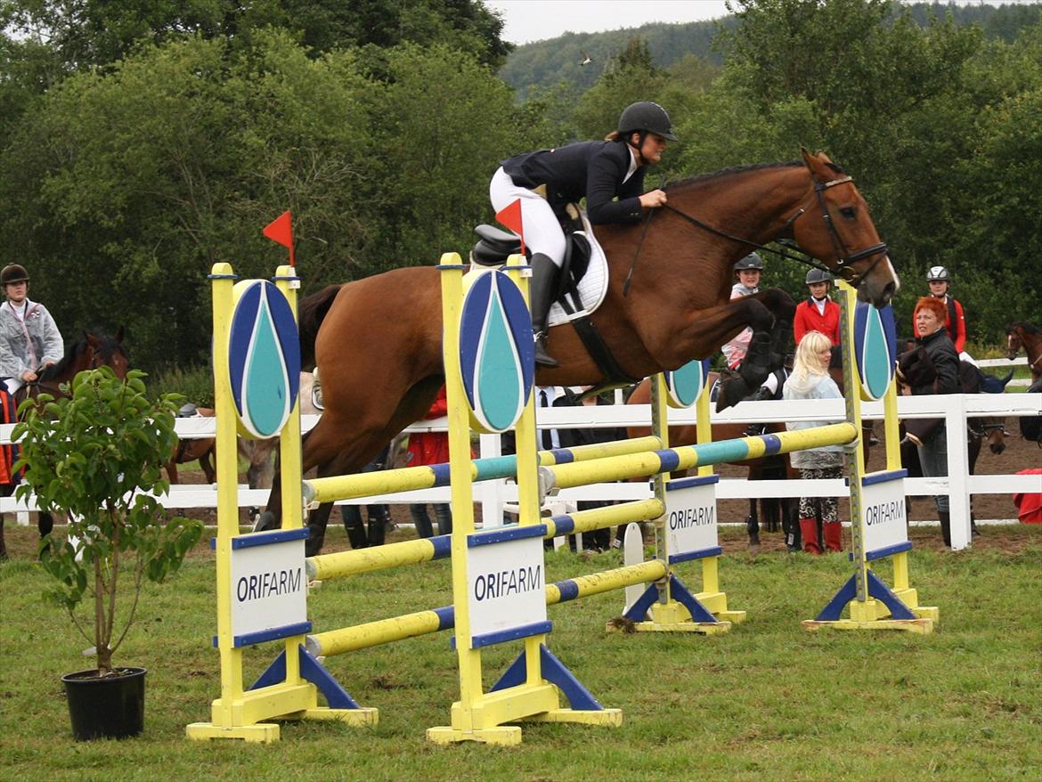 Dansk Varmblod Cias Moonlight - Jysk Rideuge 2011. LB* - 2 plads.
Foto:Mille billede 5