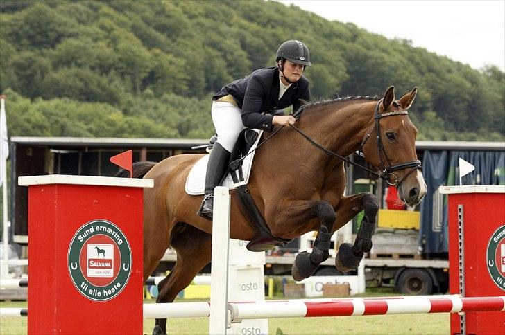 Dansk Varmblod Cias Moonlight - Jysk Rideuge 2011. Foto: Ridehesten billede 1