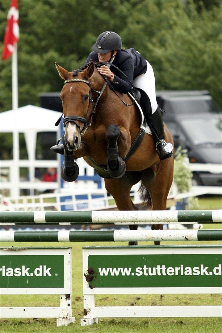Dansk Varmblod Cias Moonlight - Jysk Rideuge 2011. Foto: Ridehesten billede 2