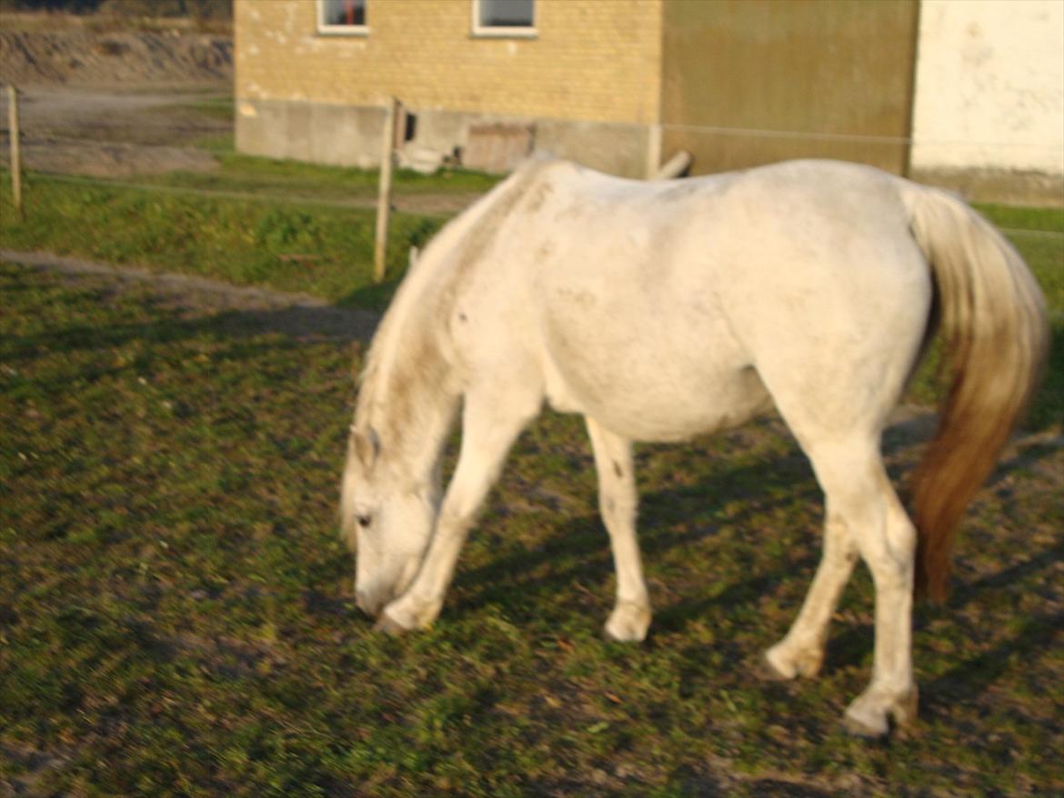 Tysk Sportspony Uriella "R.I.P" - 25.10.2011 billede 11