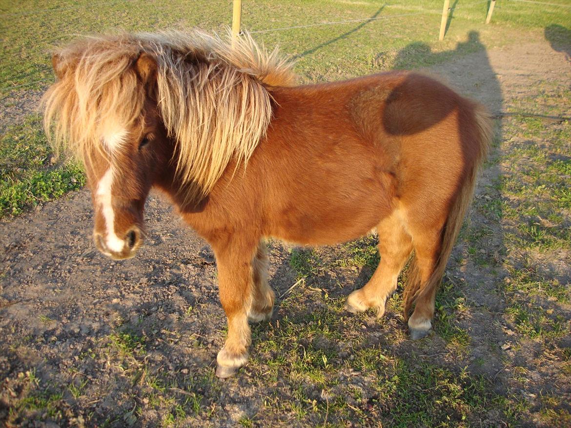 Anden særlig race Lille Terkel *Solgt* (R.I.P) - 25.10.2011 billede 17