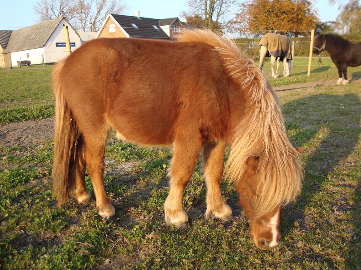Anden særlig race Lille Terkel *Solgt* (R.I.P) - 25.10.2011 billede 18
