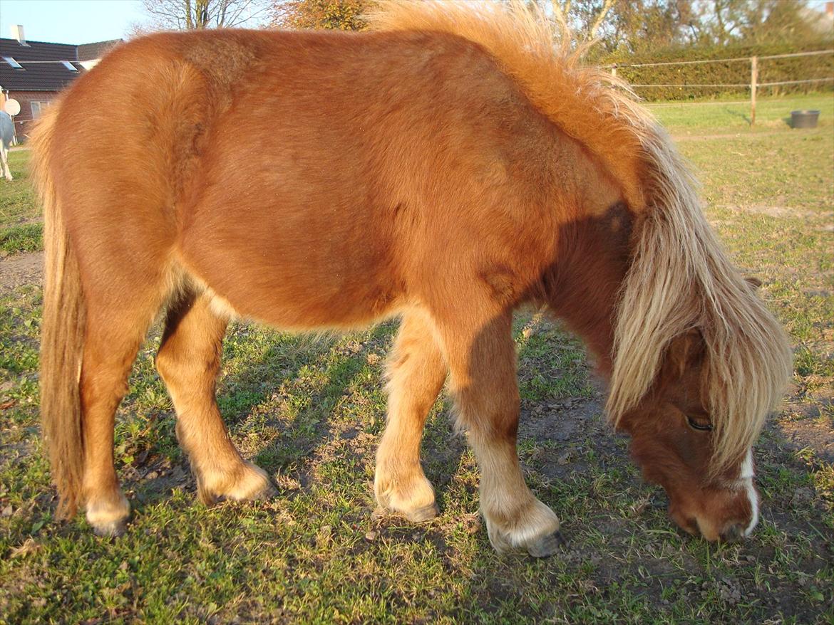 Anden særlig race Lille Terkel *Solgt* (R.I.P) - 25.10.2011 billede 19