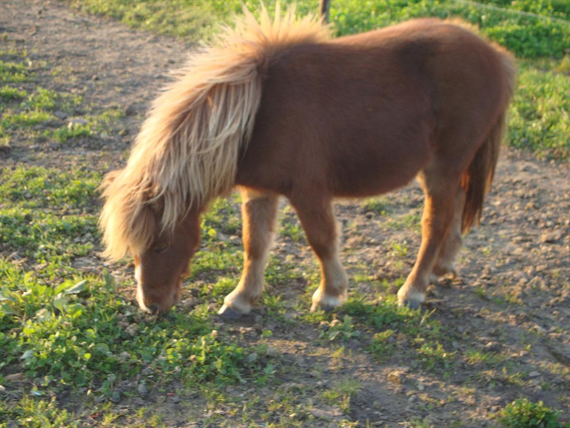Anden særlig race Lille Terkel *Solgt* (R.I.P) - 25.10.2011 billede 1