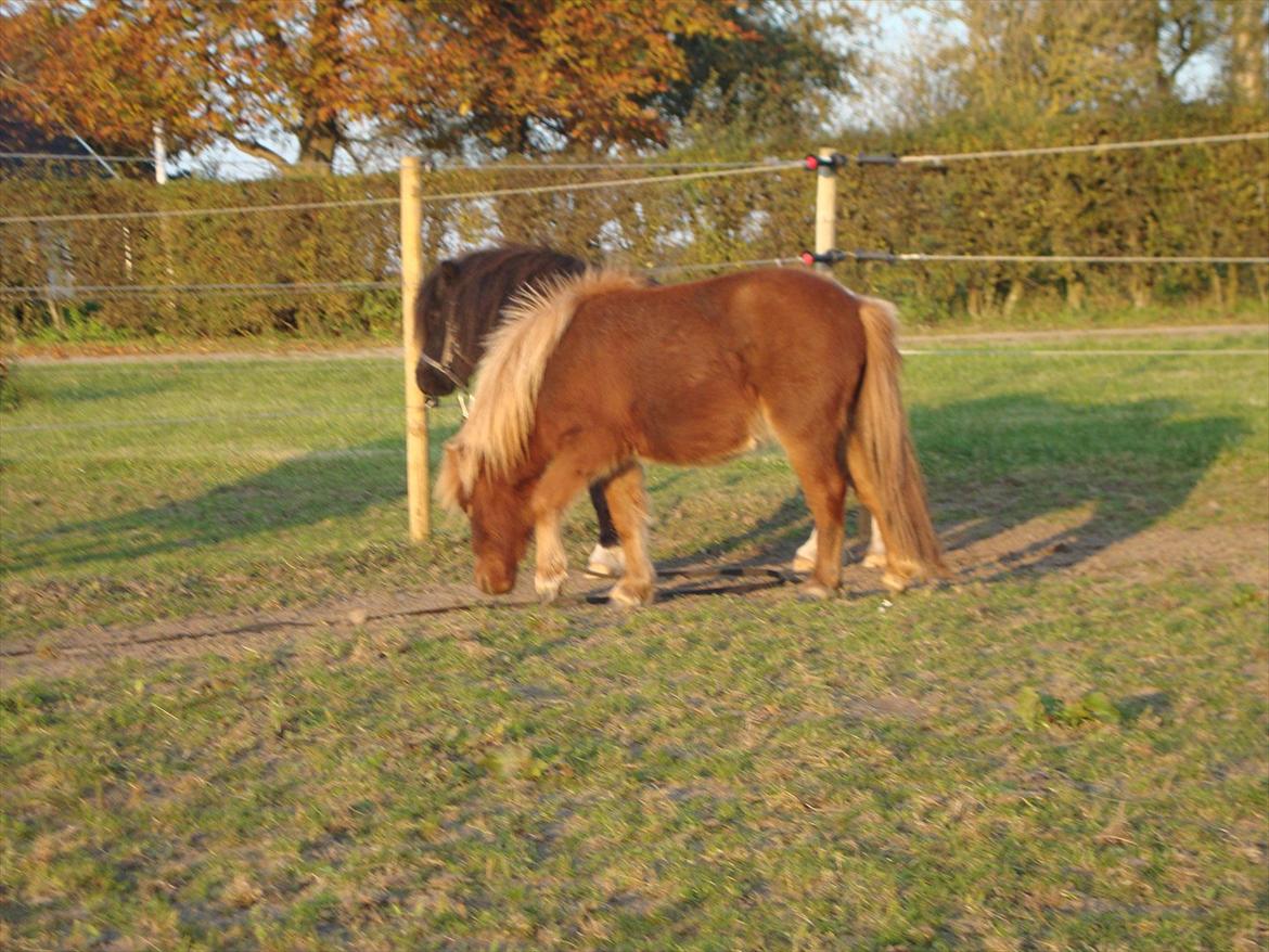 Anden særlig race Lille Terkel *Solgt* (R.I.P) - 25.10.2011 billede 20