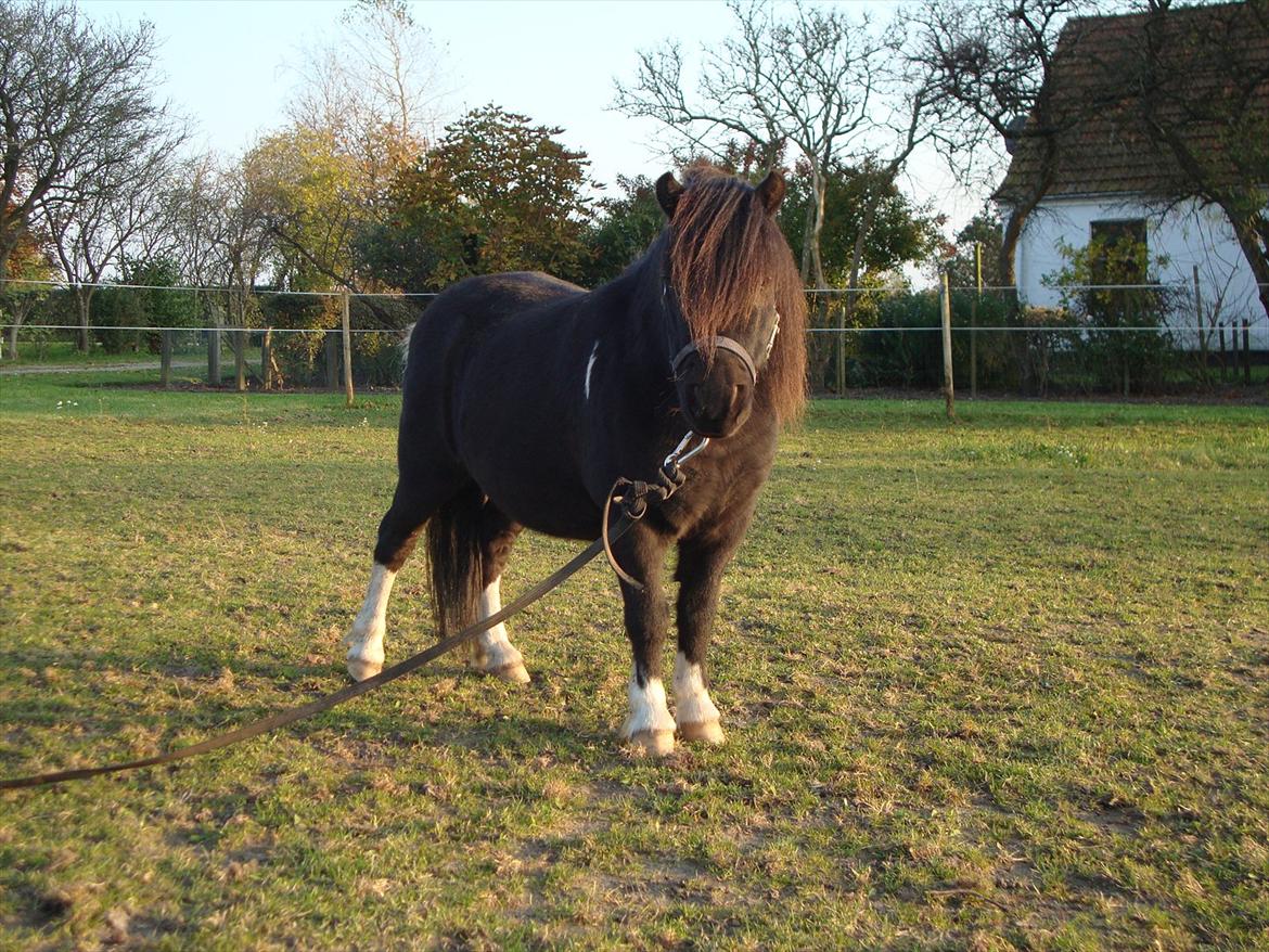 Shetlænder Thor (R.I.P) - 25.10.2011 billede 12