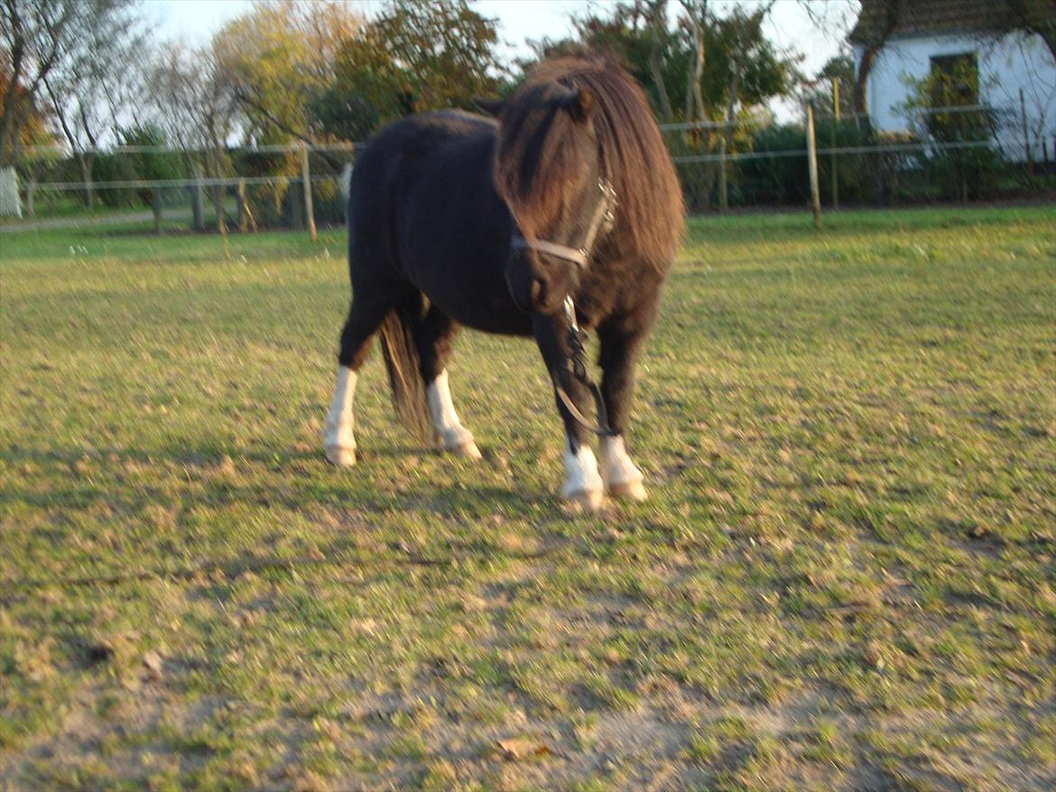 Shetlænder Thor (R.I.P) - 25.10.2011 billede 13