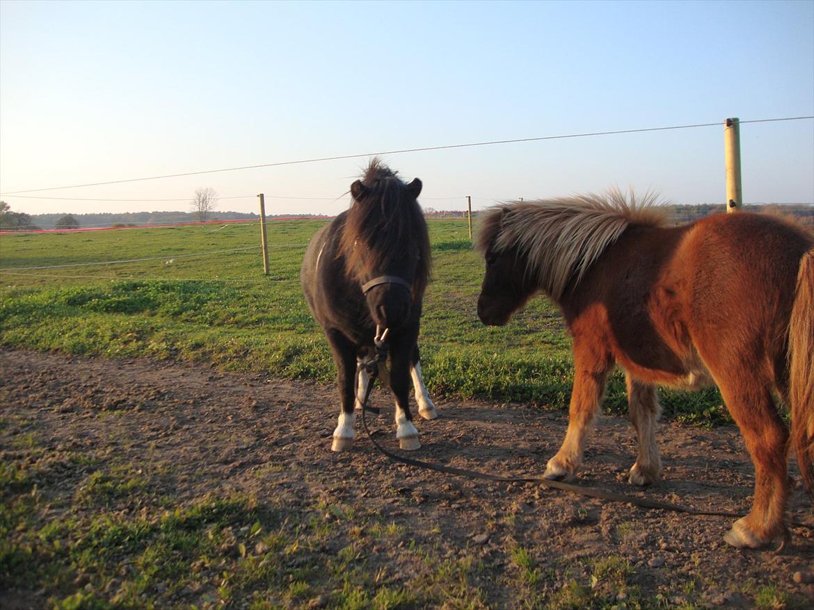 Shetlænder Thor (R.I.P) - ja Thor det er dejligt at være hjemme. billede 14