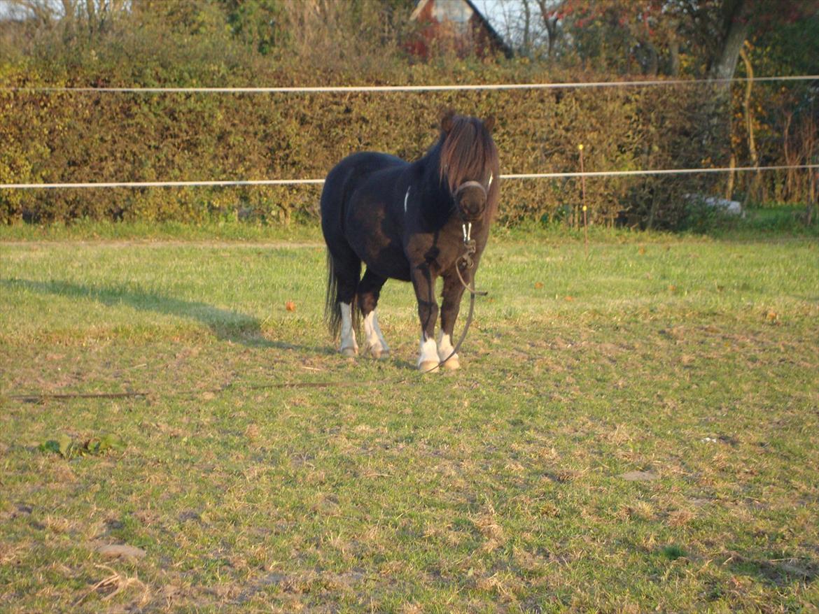 Shetlænder Thor (R.I.P) - 25.10.2011 billede 15