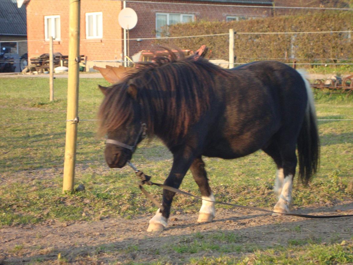 Shetlænder Thor (R.I.P) - 25.10.2011 billede 16
