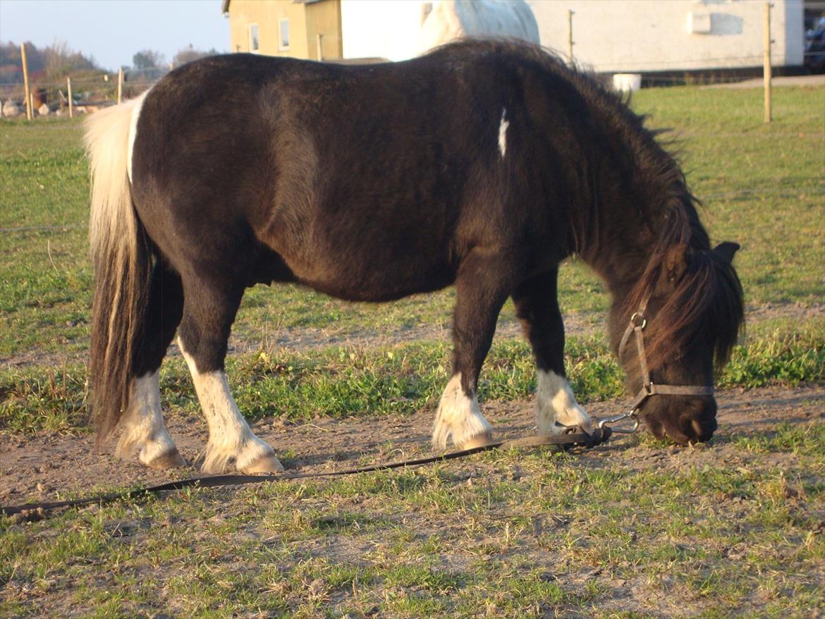 Shetlænder Thor (R.I.P) - 25.10.2011 billede 17