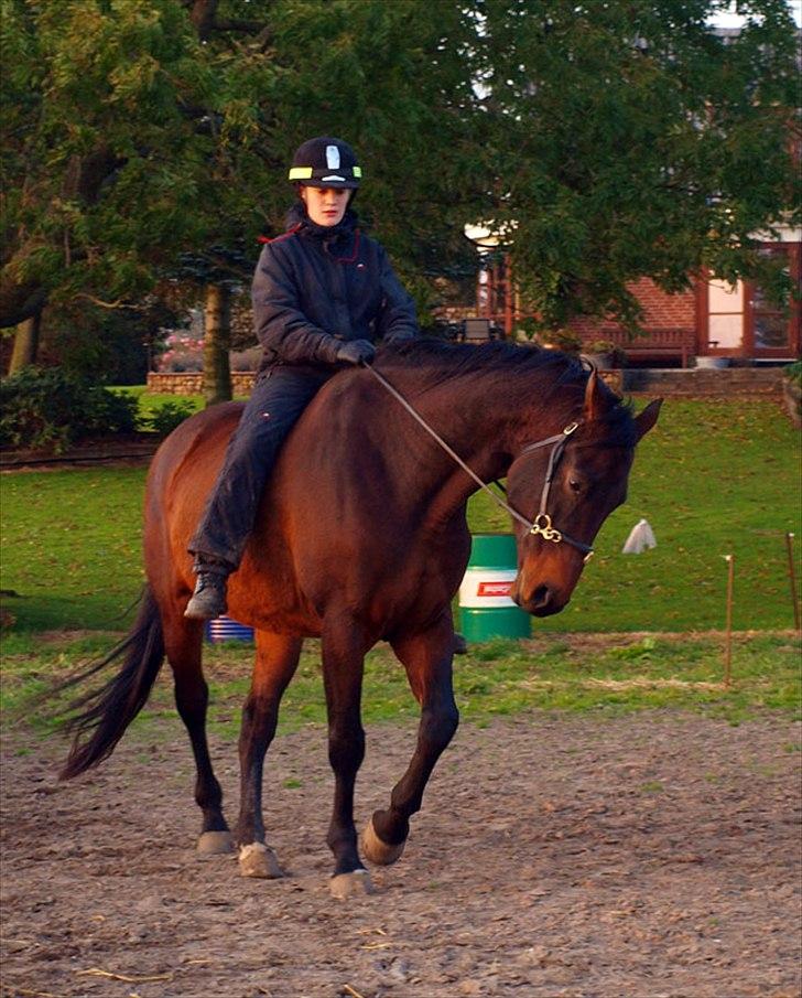 Dansk Varmblod Kananka skovgaard - 25.10.11 Anden gang vi overhovedet forsøger at lave Versader! :D billede 15