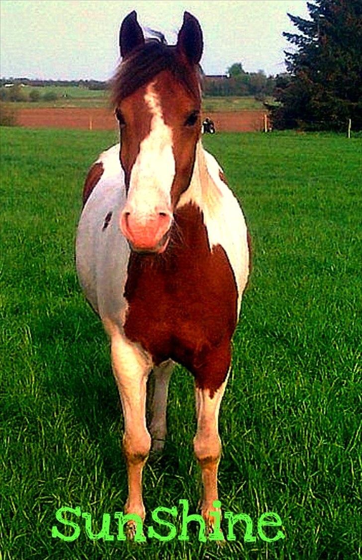 Pinto Sunshine - banditten billede 2