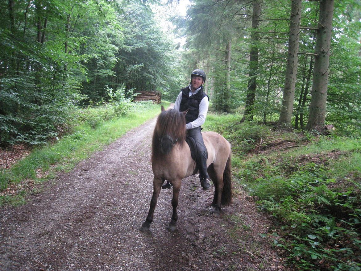 Islænder Sofi billede 1