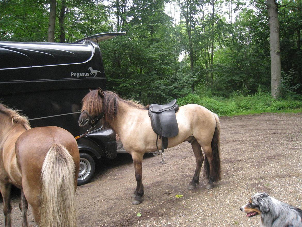 Islænder Sofi billede 2