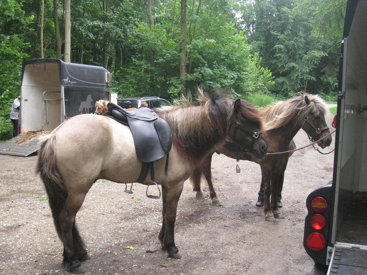 Islænder Sofi billede 3