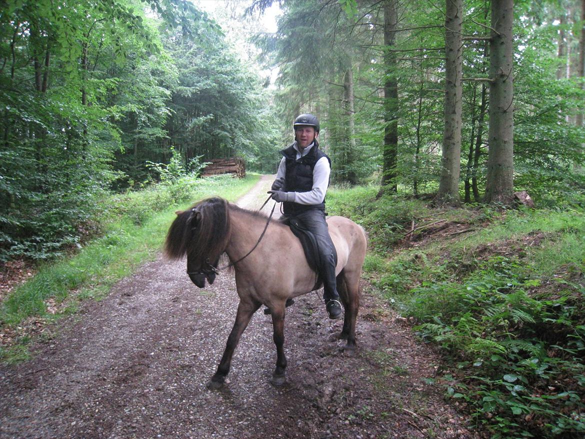 Islænder Sofi billede 4