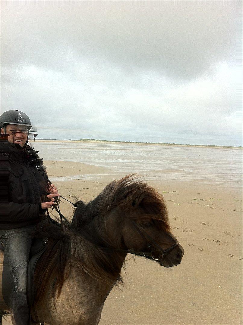 Islænder Sofi billede 5