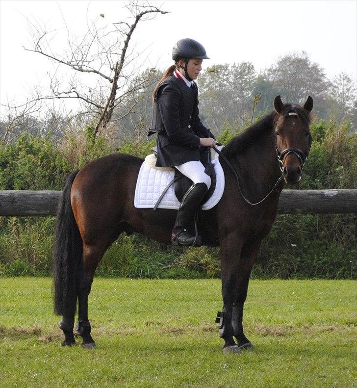 New Forest Lundgaards Kahlua - solgt :'( - FOTO: Dorte Jensen billede 18