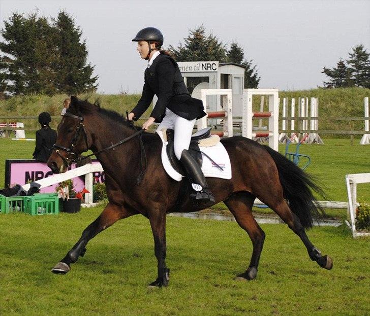 New Forest Lundgaards Kahlua - solgt :'( - FOTO: Dorte Jensen billede 19