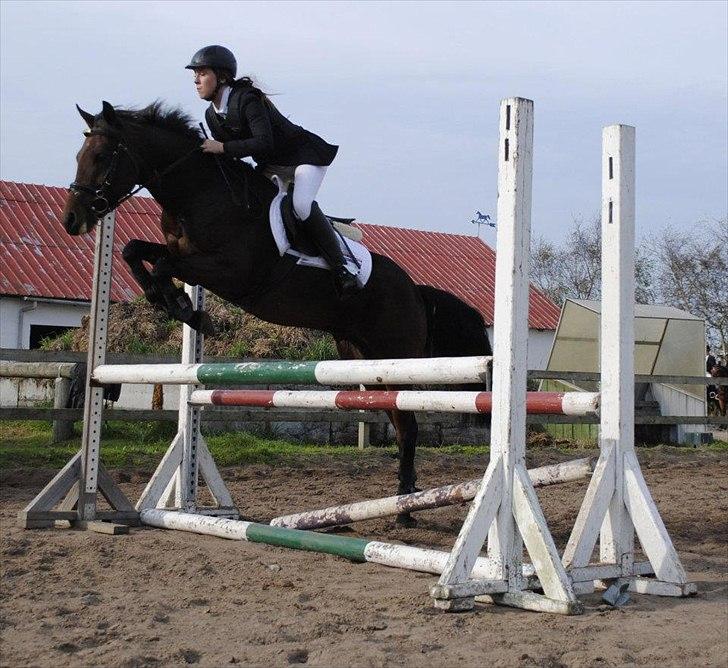 New Forest Lundgaards Kahlua - solgt :'( - FOTO: Dorte Jensen billede 20