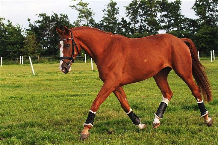 Hannoveraner Ernst August billede 3