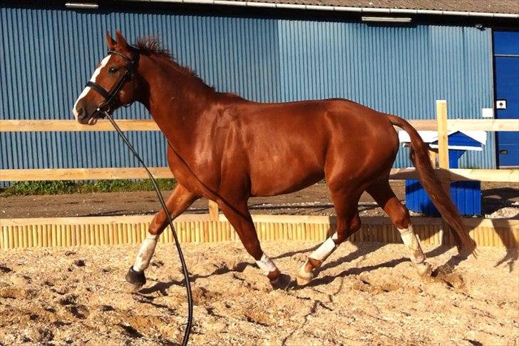 Hannoveraner Ernst August billede 4