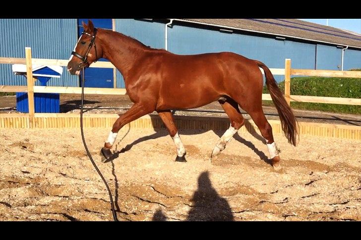 Hannoveraner Ernst August billede 6