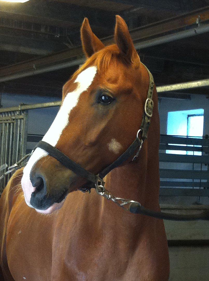 Hannoveraner Ernst August billede 7