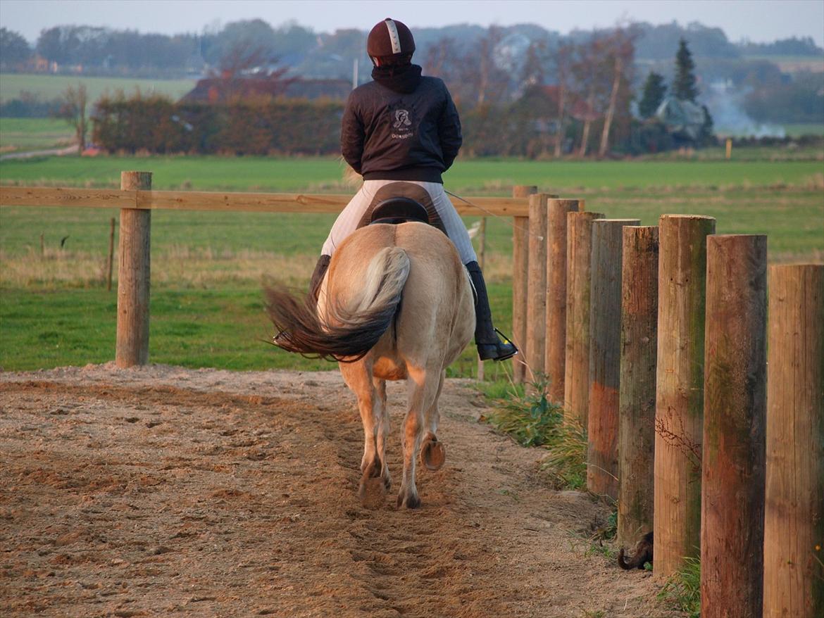 Fjordhest Landevejens Pandora - NYT billede 20