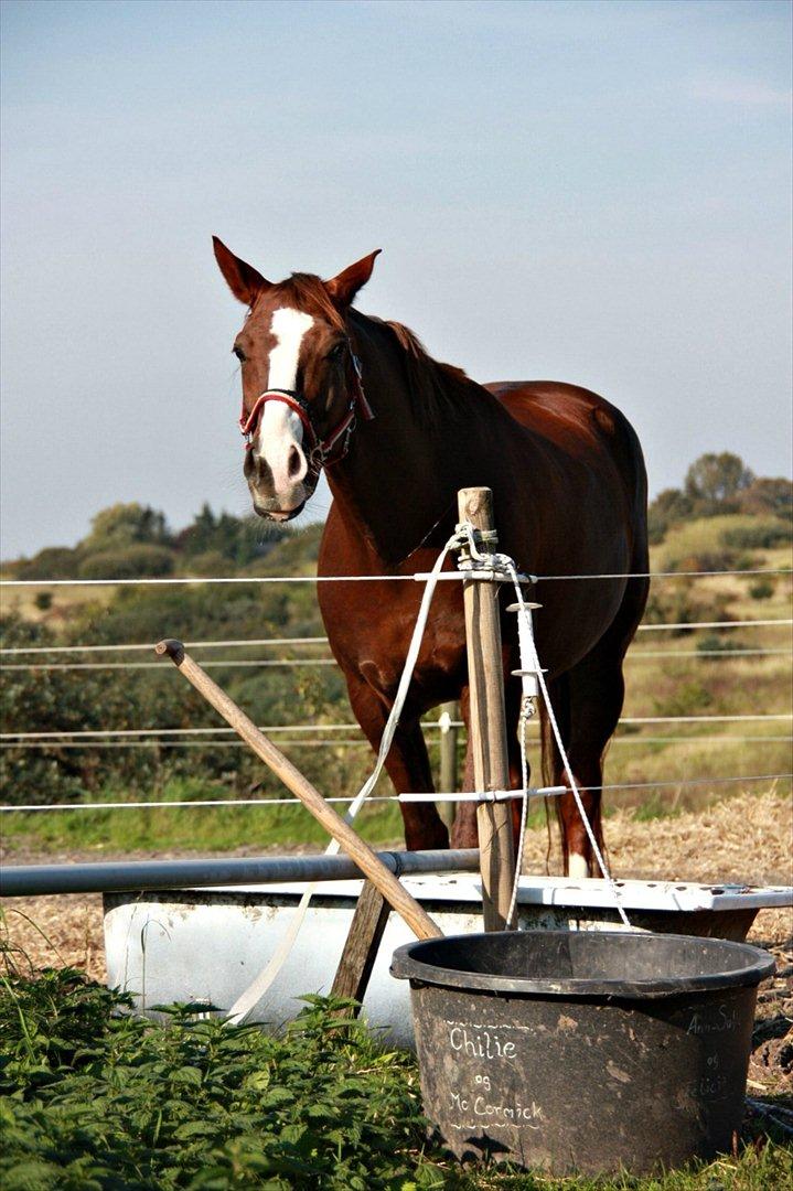 Dansk Varmblod Tjørnegårdens Achilles - Chille er altid frisk på at stille model.. billede 1