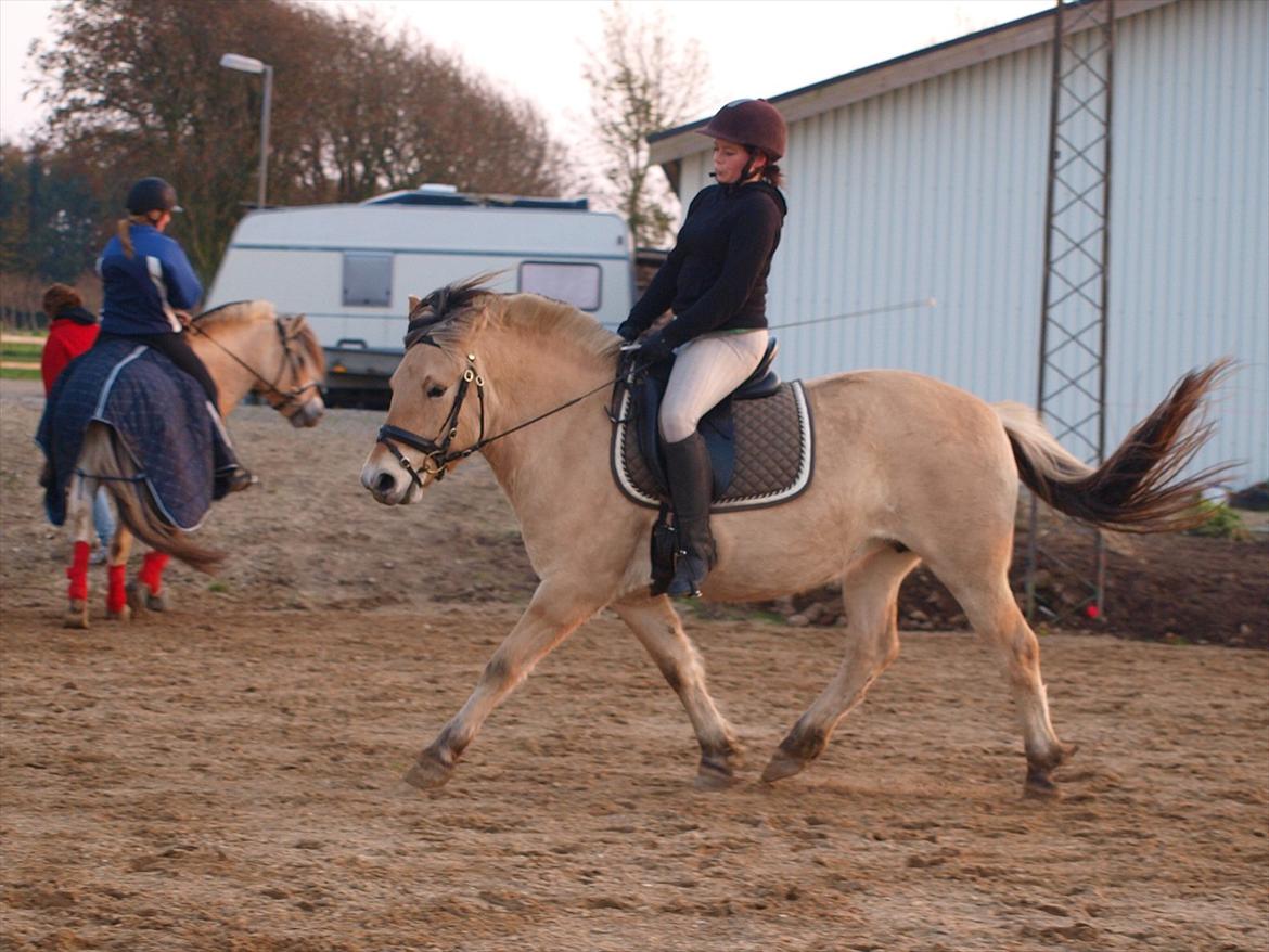 Fjordhest Landevejens Pandora - NYT billede 9