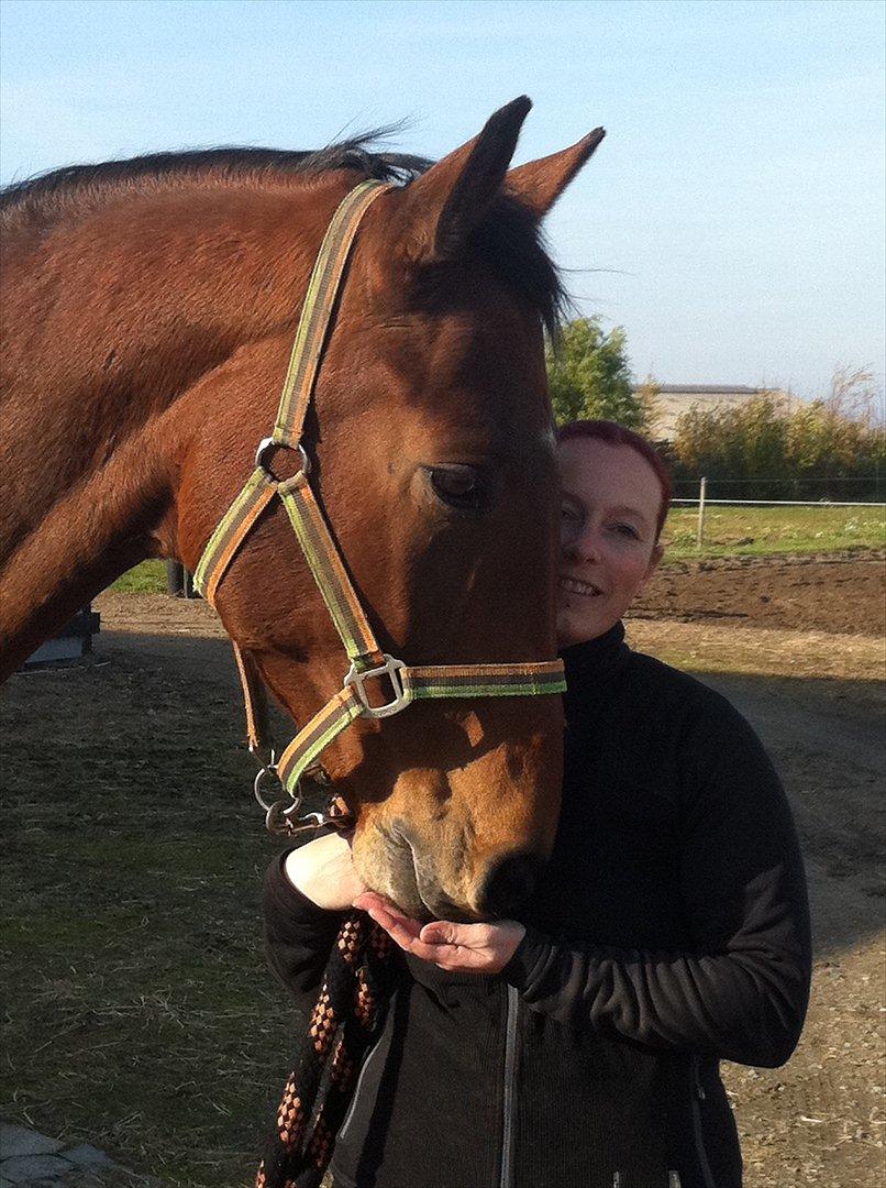 Tysk Varmblod Big Boy (BB) R.I.P.  22/8 2012 billede 17