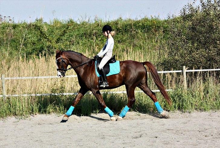 Dansk Varmblod Tjørnegårdens Achilles billede 2